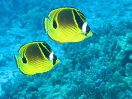 44 Racoon Butterflyfish IMG 2336